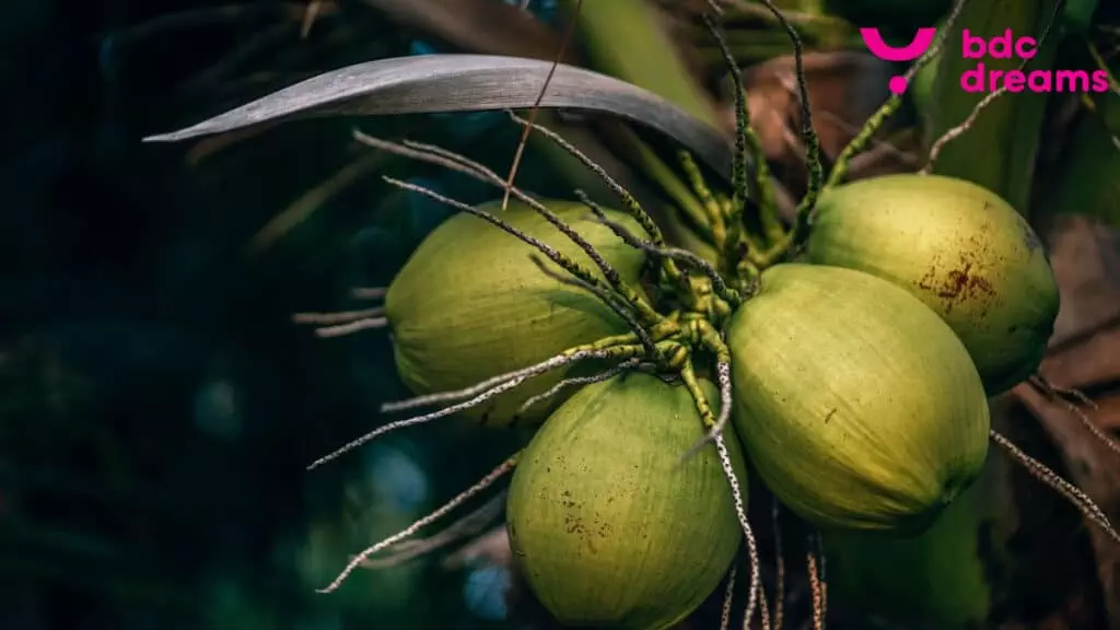 coconut dream meaning